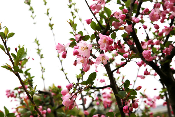 1522023698068074940.jpg 1IMG_3554.jpg