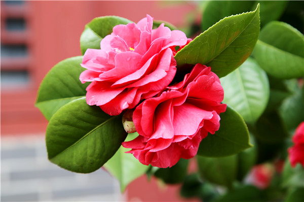 1522023763250037200.jpg 1IMG_3532.jpg